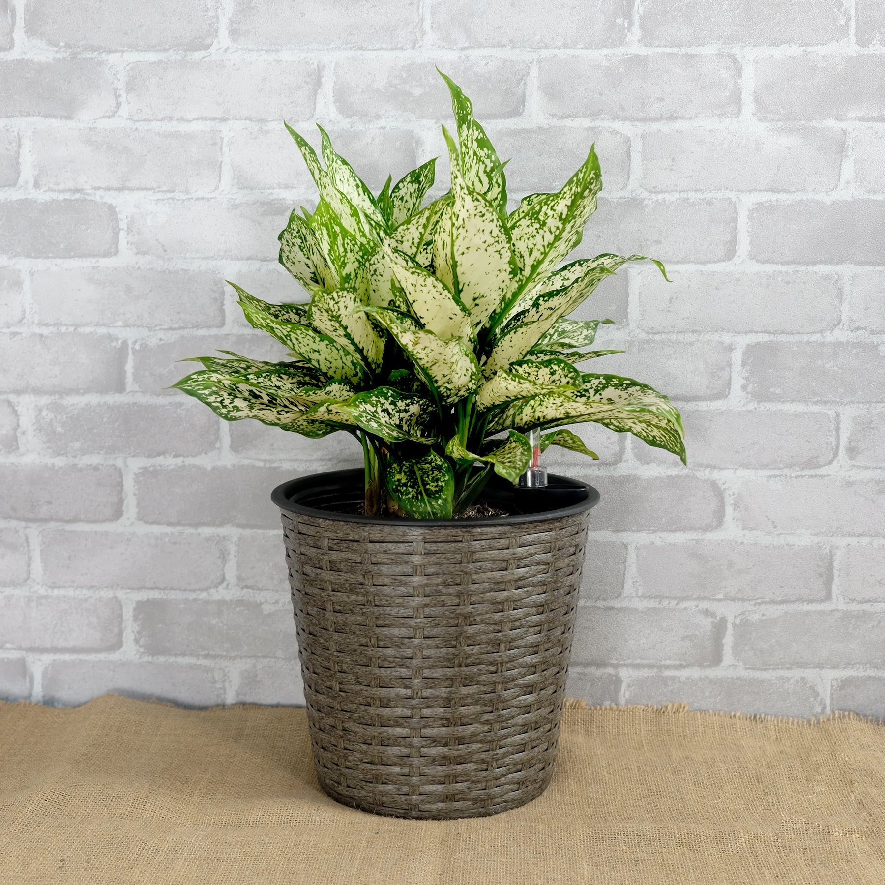 10.2 Self - watering Wicker Decor Planter for Indoor and Outdoor - Round - Grey - Tuesday Morning - Pots & Planters