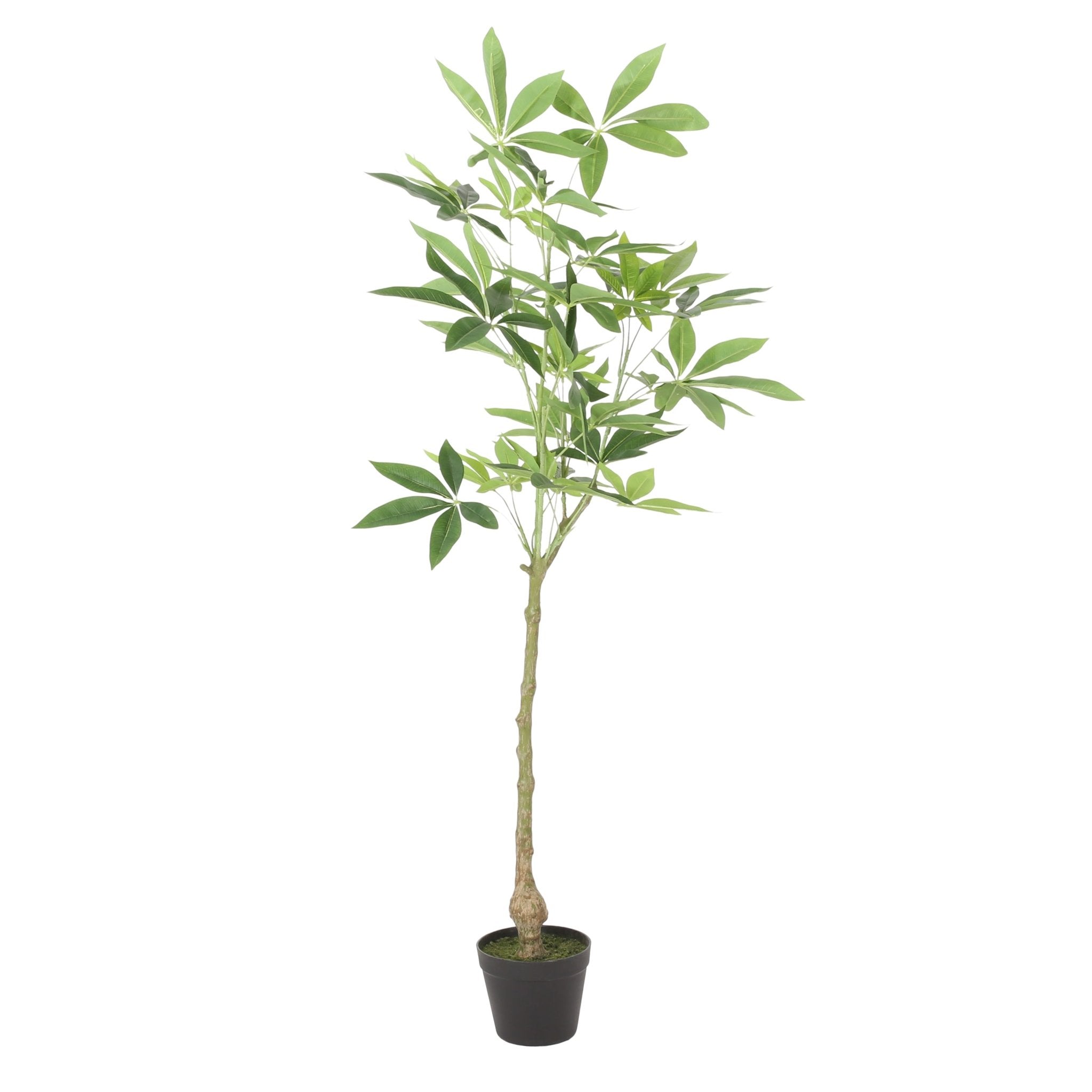 120CM ARTIFICIAL PACHIRA MACROCARPA - Tuesday Morning - Faux Trees