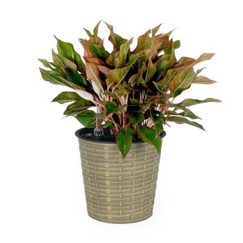 13.4 Self - watering Wicker Decor Planter for Indoor and Outdoor - Round - Natural - Tuesday Morning - Pots & Planters