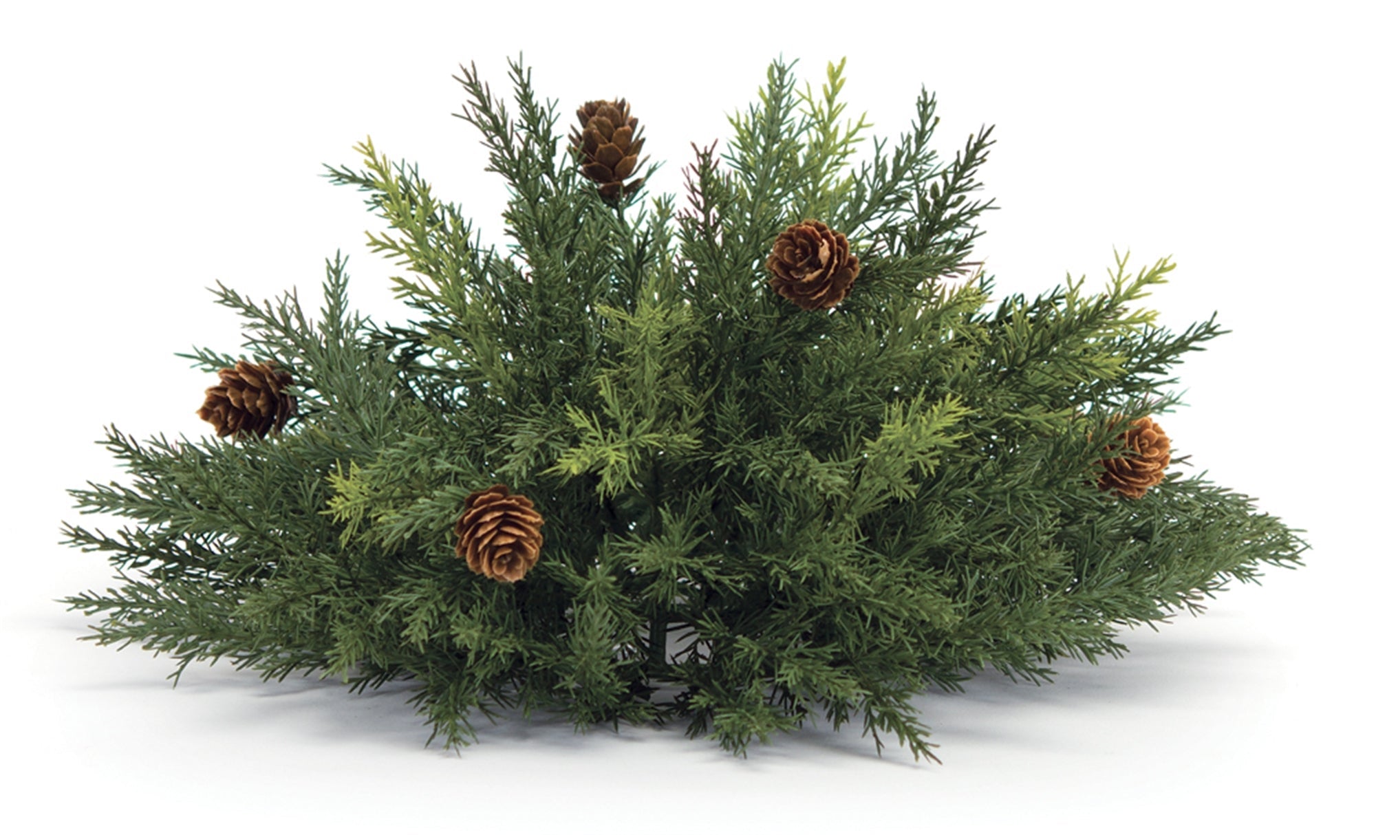 Arborvitae Half Orb 13