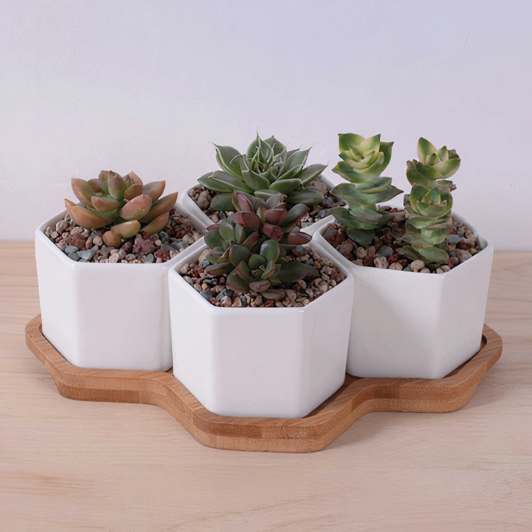 Beehive White Ceramic Succulent Planter - Tuesday Morning - Pots & Planters