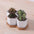 Beehive White Ceramic Succulent Planter - Tuesday Morning - Pots & Planters