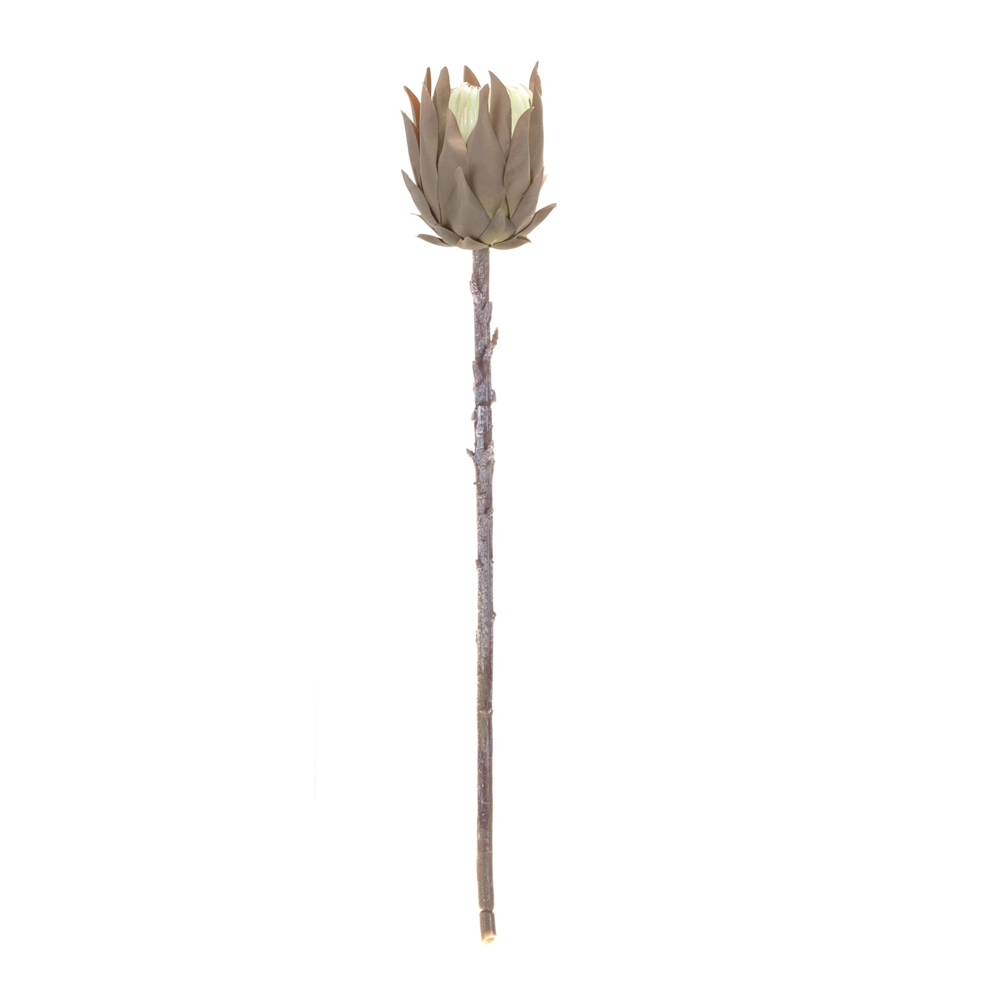 Beige Protea Stem (Set of 6) - Tuesday Morning - Faux Stems & Sprays