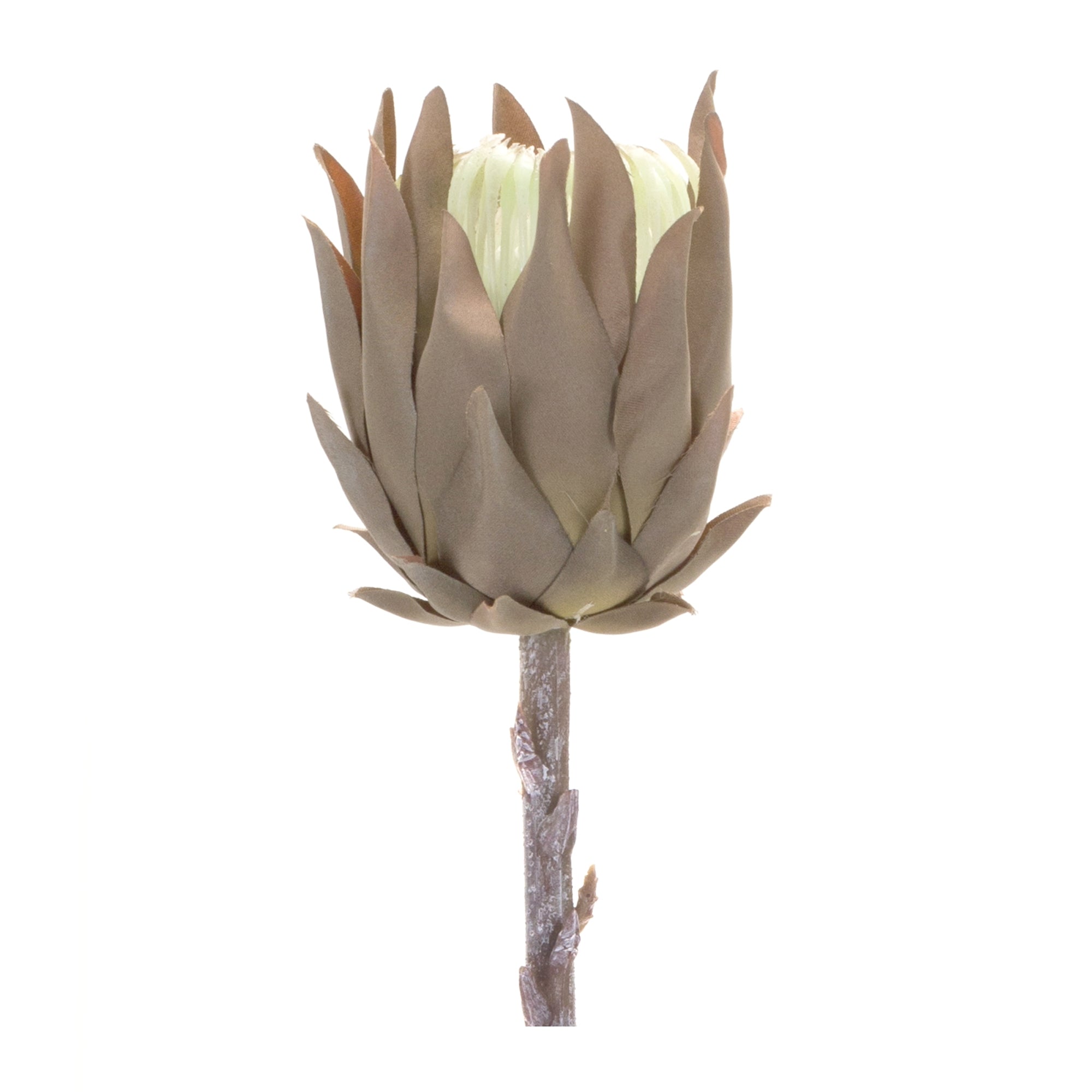 Beige Protea Stem (Set of 6) - Tuesday Morning - Faux Stems & Sprays