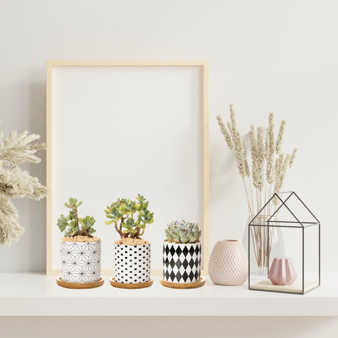 B&W Ceramic Planter Set of 3 - Tuesday Morning - Pots & Planters