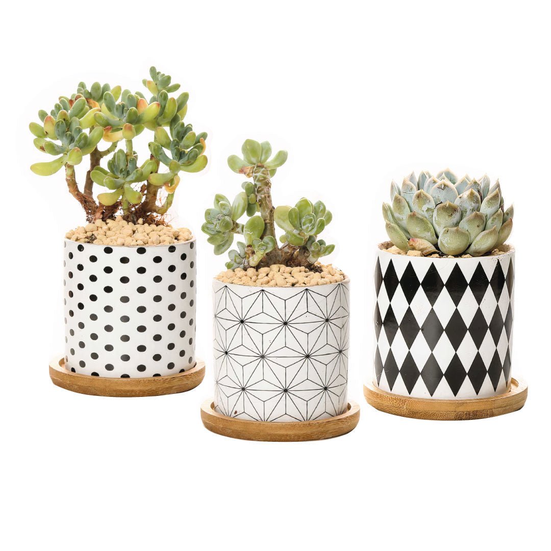 B&W Ceramic Planter Set of 3 - Tuesday Morning - Pots & Planters