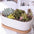 Succulent 7in White Ceramic Elongated Planter