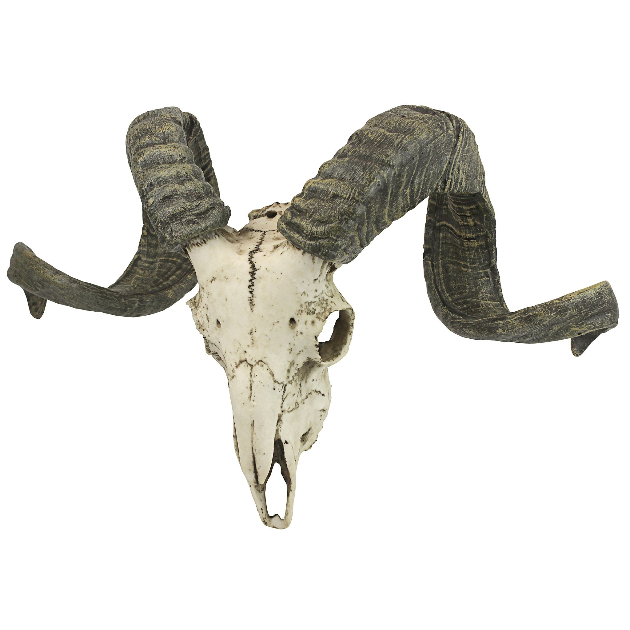 Corsican Ram Skull and Horns Wall Trophy - Tuesday Morning - Wall Art