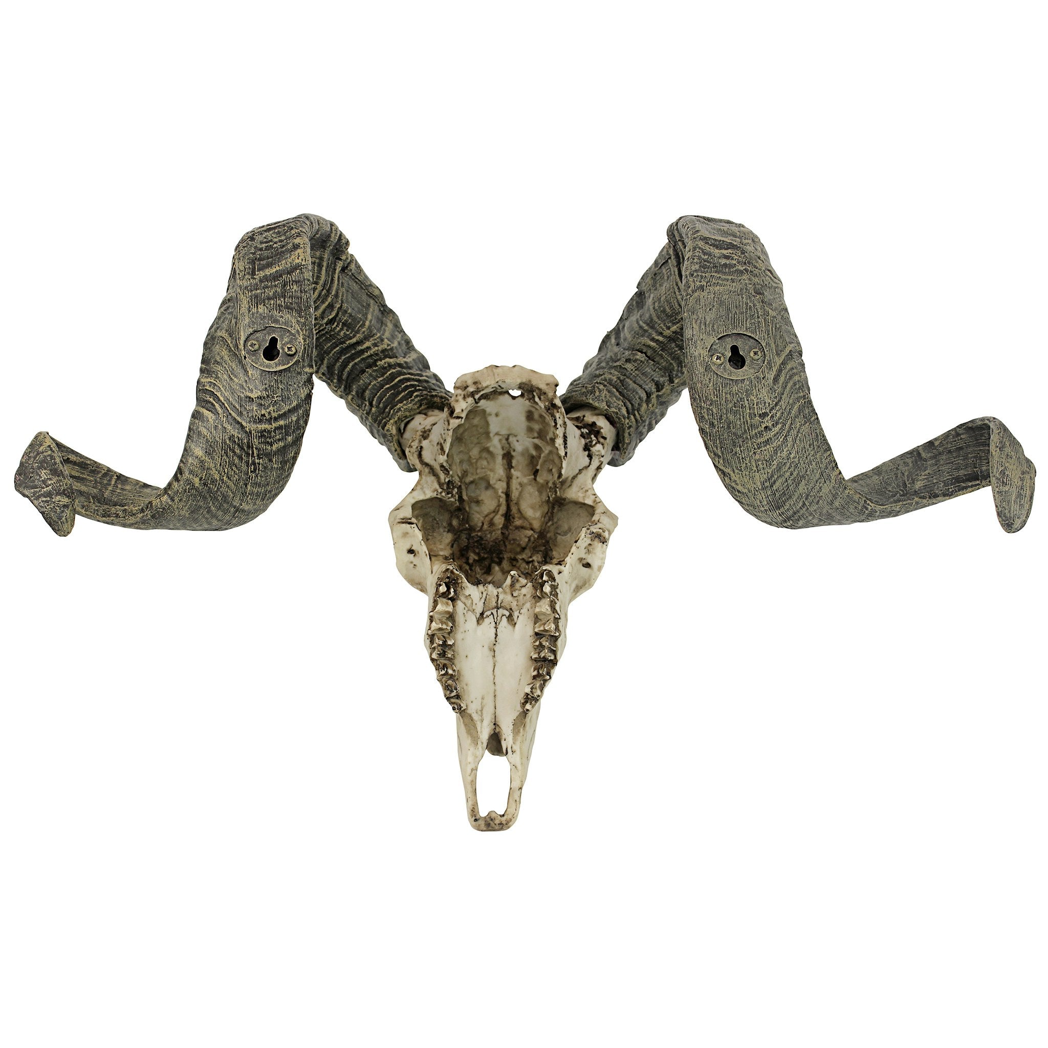 Corsican Ram Skull and Horns Wall Trophy - Tuesday Morning - Wall Art