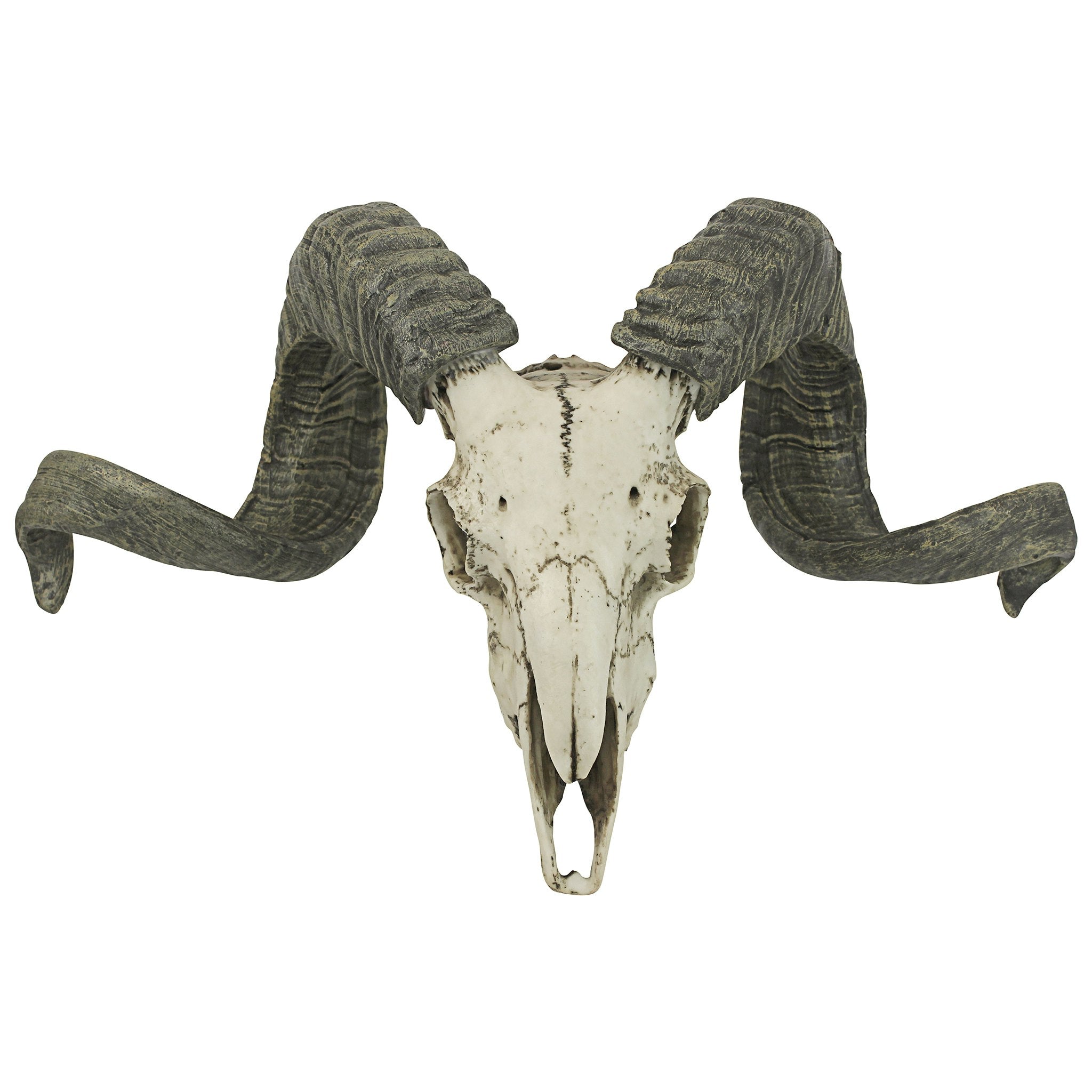 Corsican Ram Skull and Horns Wall Trophy - Tuesday Morning - Wall Art