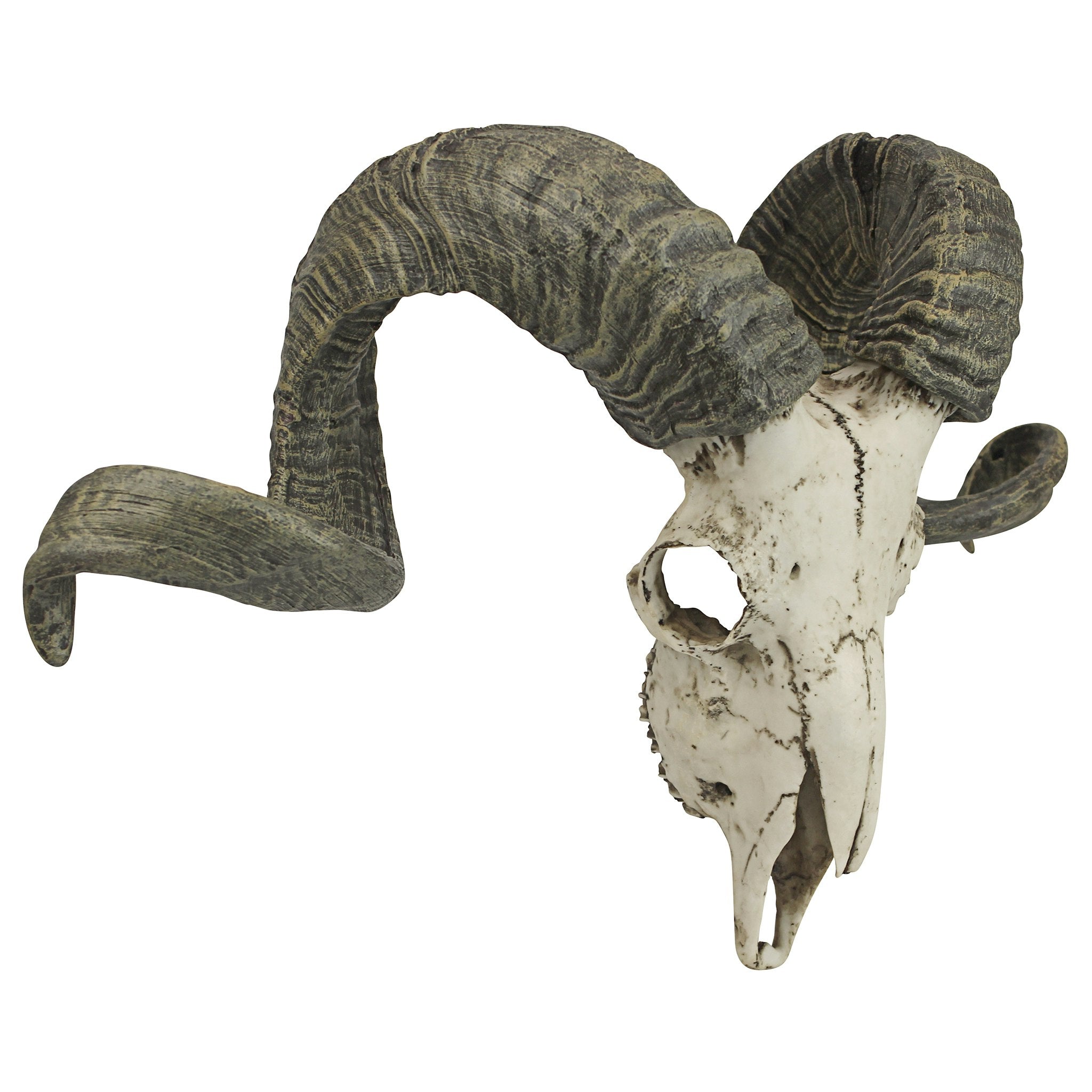 Corsican Ram Skull and Horns Wall Trophy - Tuesday Morning - Wall Art