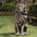 20.75"H MGO Sitting Lion Garden Statue